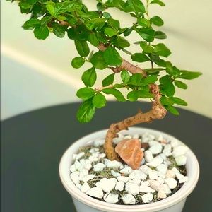 4” Natural Bonsai with ceramic vase